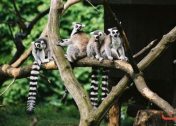 Warszawskie ZOO dla dzieci