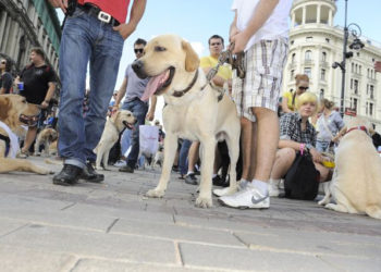 Wystarczy przyjść by pomóc! Już w sierpniu IV Parada Labradorów Velvet