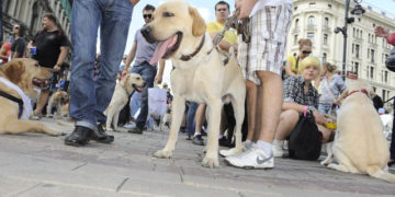 Wystarczy przyjść by pomóc! Już w sierpniu IV Parada Labradorów Velvet