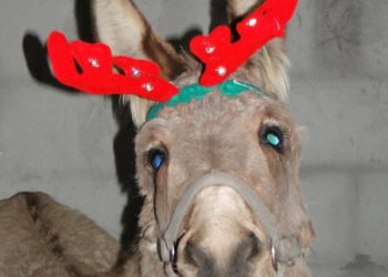 SPOTKANIE: Świąteczne spotkanie ze zwierzętami w Wiosce pod Kogutem 08.12.2012