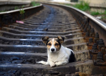 Co zrobić z psem w czasie ferii?