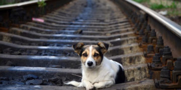 Co zrobić z psem w czasie ferii?