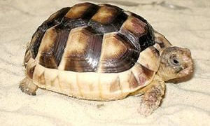 WARSZTAT: WESOŁY ZWIERZYNIEC z „żółwiem Ronaldo” 24.01.2013