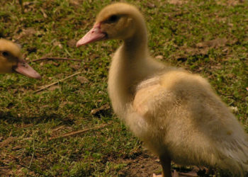 WIELKANOC Pod Kogutem 30.03.2013 – 1.04.2013