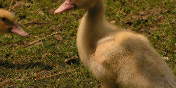 WIELKANOC Pod Kogutem 30.03.2013 – 1.04.2013