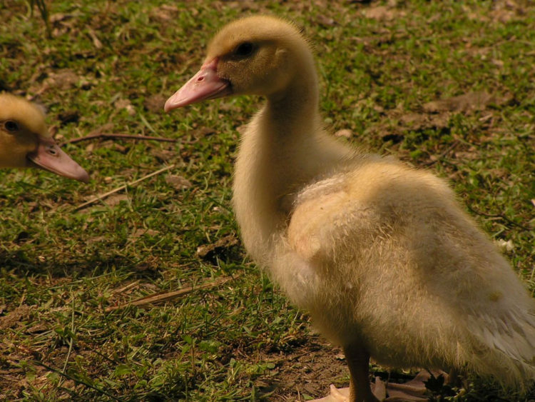 WIELKANOC Pod Kogutem 30.03.2013 – 1.04.2013
