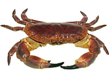 WARSZTATY: WESOŁY ZWIERZYNIEC  „POZNAJEMY KRABA” 28.02.2013