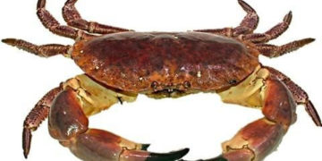 WARSZTATY: WESOŁY ZWIERZYNIEC  „POZNAJEMY KRABA” 28.02.2013