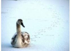 ZAJĘCIA: Wycieczka przyrodnicza -17.03.2013