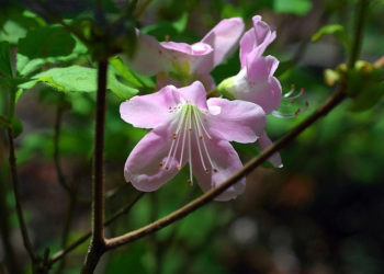 WARSZTATY: Kraina dzikiej azalii – warsztaty kaligrafii koreańskiej dla dzieci W Muzeum dla Dzieci 06.04.2013