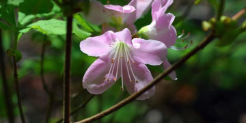 WARSZTATY: Kraina dzikiej azalii – warsztaty kaligrafii koreańskiej dla dzieci W Muzeum dla Dzieci 06.04.2013