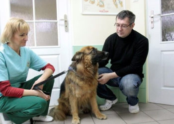 Rusza akcja dofinansowanej sterylizacji i kastracji psów i kotów