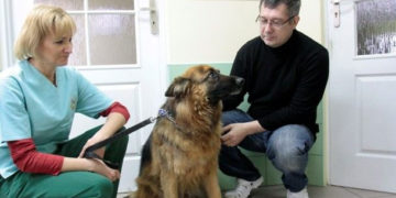 Rusza akcja dofinansowanej sterylizacji i kastracji psów i kotów