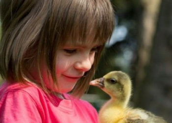 Lato w zwierzątkowie