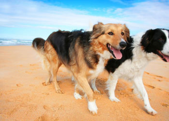 Jak uchronić zwierzę przed przegrzaniem?