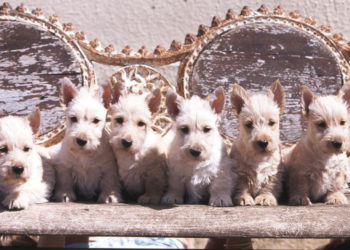 Jak wybrać psa do domu?