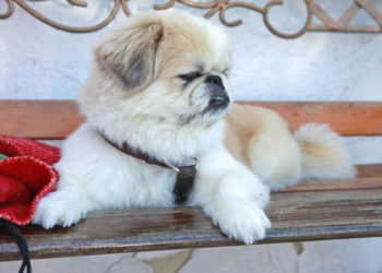 EKSPERT RADZI: Spacer z psem po mieście