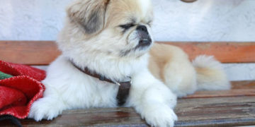 EKSPERT RADZI: Spacer z psem po mieście