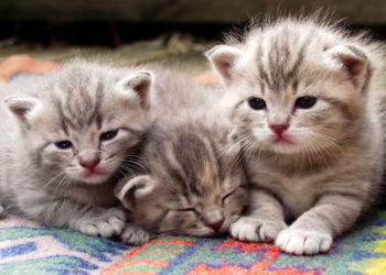 EKSPERT RADZI: KAKADU – Jak wybrać kota?