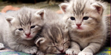 EKSPERT RADZI: KAKADU – Jak wybrać kota?