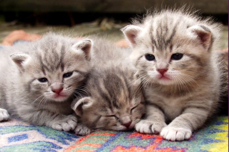 EKSPERT RADZI: KAKADU – Jak wybrać kota?