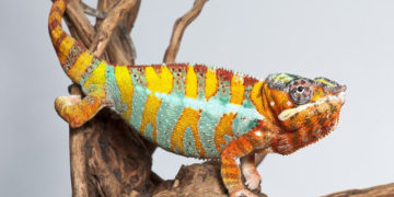 EKSPERT RADZI: Gady jako zwierzęta domowe