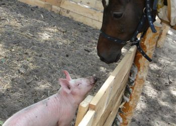 Sylwester z dziećmi