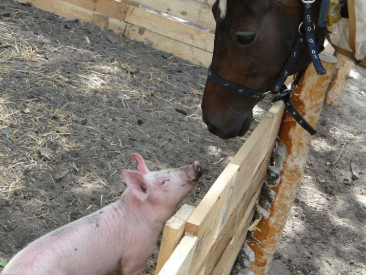 Sylwester z dziećmi