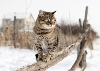 Jak pomóc kotom wolno żyjącym przetrwać zimę?