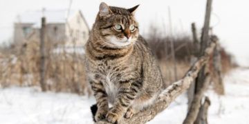 Jak pomóc kotom wolno żyjącym przetrwać zimę?