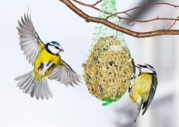 Dokarmianie ptaków w zimie