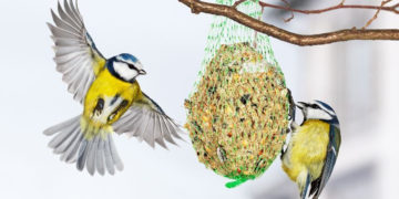 Dokarmianie ptaków w zimie