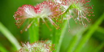 Wiosenne minilaby w Koperniku