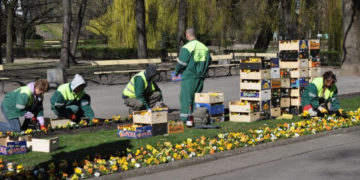 Ponad 200 tysięcy kwiatów upiększy stolicę