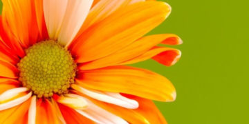 Przyszłość ogrodów działkowych w miastach