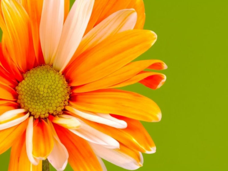 Przyszłość ogrodów działkowych w miastach