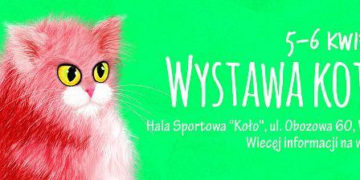 WYSTAWA KOTÓW RASOWYCH W HALI KOŁO