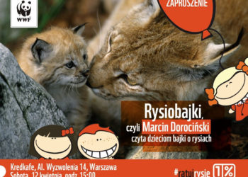 Rysiobajki, czyli Marcin Dorociński czyta dzieciom bajki o rysiach