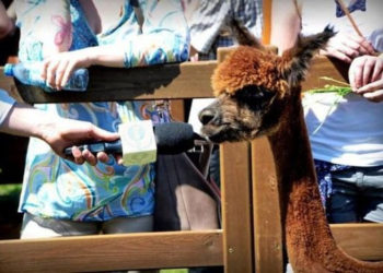 II POKAZ ALPAK W WARSZAWIE