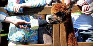 II POKAZ ALPAK W WARSZAWIE