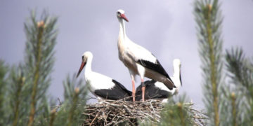 31 maja – Dzień Bociana Białego – pomóżmy je chronić, nie tylko od święta