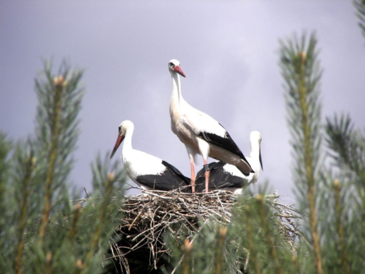 31 maja – Dzień Bociana Białego – pomóżmy je chronić, nie tylko od święta