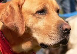 Dogoterapia – leczniczy wpływ psa na człowieka