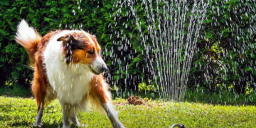 Jak pomóc psu i kotu przetrwać upalne dni?