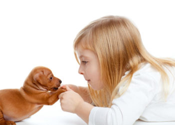 Zwierzę to nie zabawka