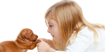 Zwierzę to nie zabawka