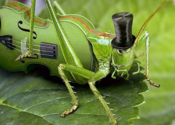 Teatrzyk Cieni – „Jak konik polny chciał dać koncert”