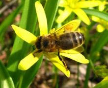 Cztery pory roku w ogrodach wilanowskich – otwarte warsztaty dla dzieci – „WIOSNA”