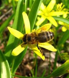 Cztery pory roku w ogrodach wilanowskich – otwarte warsztaty dla dzieci – „WIOSNA”