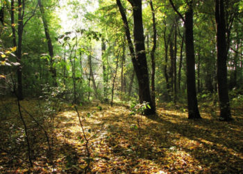 DZIKI MORYSIN wyprawa w poszukiwaniu przyrodniczych skarbów rezerwatu przyrody